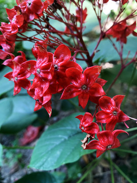 狀元紅網(wǎng)，揭秘4987精準(zhǔn)資料的秘密，狀元紅網(wǎng)揭秘，精準(zhǔn)資料4987背后的秘密