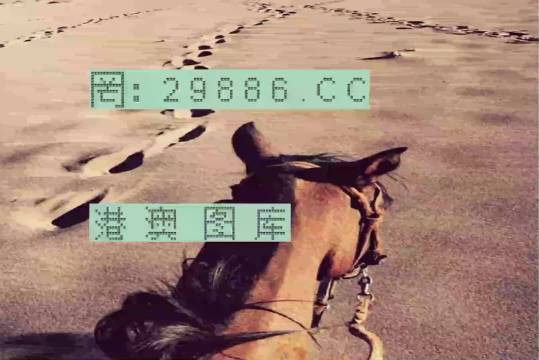 香港特馬資料王中王24期，深度解析與探索，香港特馬資料王中王深度解析與探索，第24期探索之旅