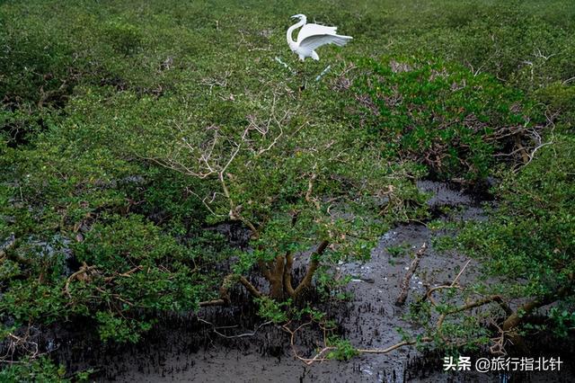 茂密森林中的王者——探尋王中王一肖的神秘魅力，森林王者揭秘，一肖的神秘魅力探尋