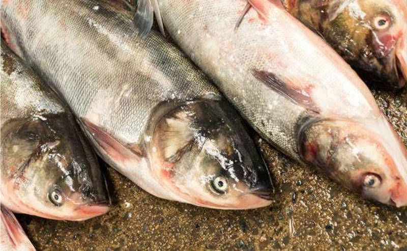 四種孕婦千萬不能吃魚的類型及其重要性，四種孕婦不宜食用的魚類類型及其重要性解析