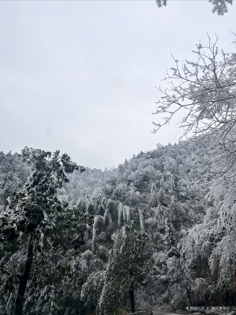 雪峰山國家森林公園，自然之美的瑰寶，雪峰山國家森林公園，自然之美的璀璨瑰寶