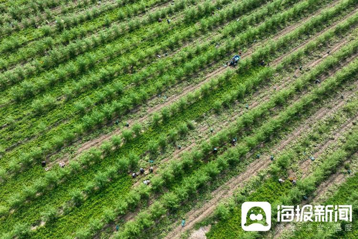 茂密森林中的王中王——一肖傳奇，森林霸主一肖傳奇，王中王的傳奇故事