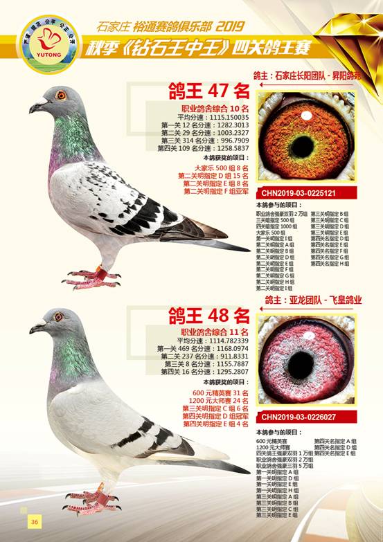 王中王一肖特四，深度解析與SEO優(yōu)化策略，王中王一肖特四深度解析與SEO優(yōu)化策略探討