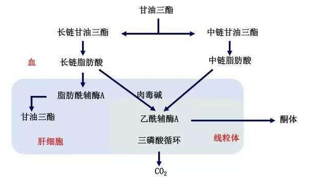 降甘油三酯最有效的藥，全面解析與選擇策略，降甘油三酯最有效的藥物解析與選擇指南