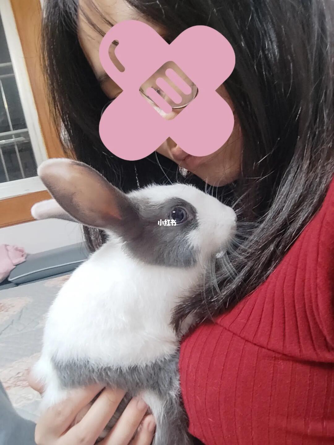 探索美食之旅，如何優(yōu)雅地享受小兔子美食——一種獨(dú)特的姿勢(shì)分享，優(yōu)雅品味小兔子美食，一場(chǎng)獨(dú)特的美食探索之旅