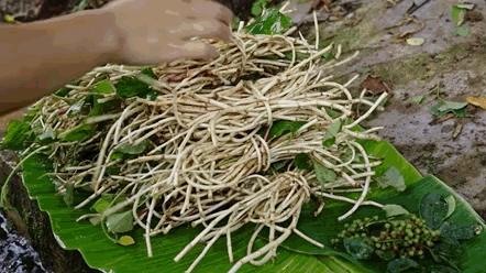 魚腥草并非一級(jí)致癌物，真相揭示與科學(xué)解讀，魚腥草真相揭秘，非一級(jí)致癌物，科學(xué)解讀與解讀誤區(qū)揭秘