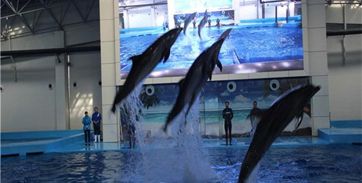 合肥海洋館門票價格詳解，合肥海洋館門票價格全面解析