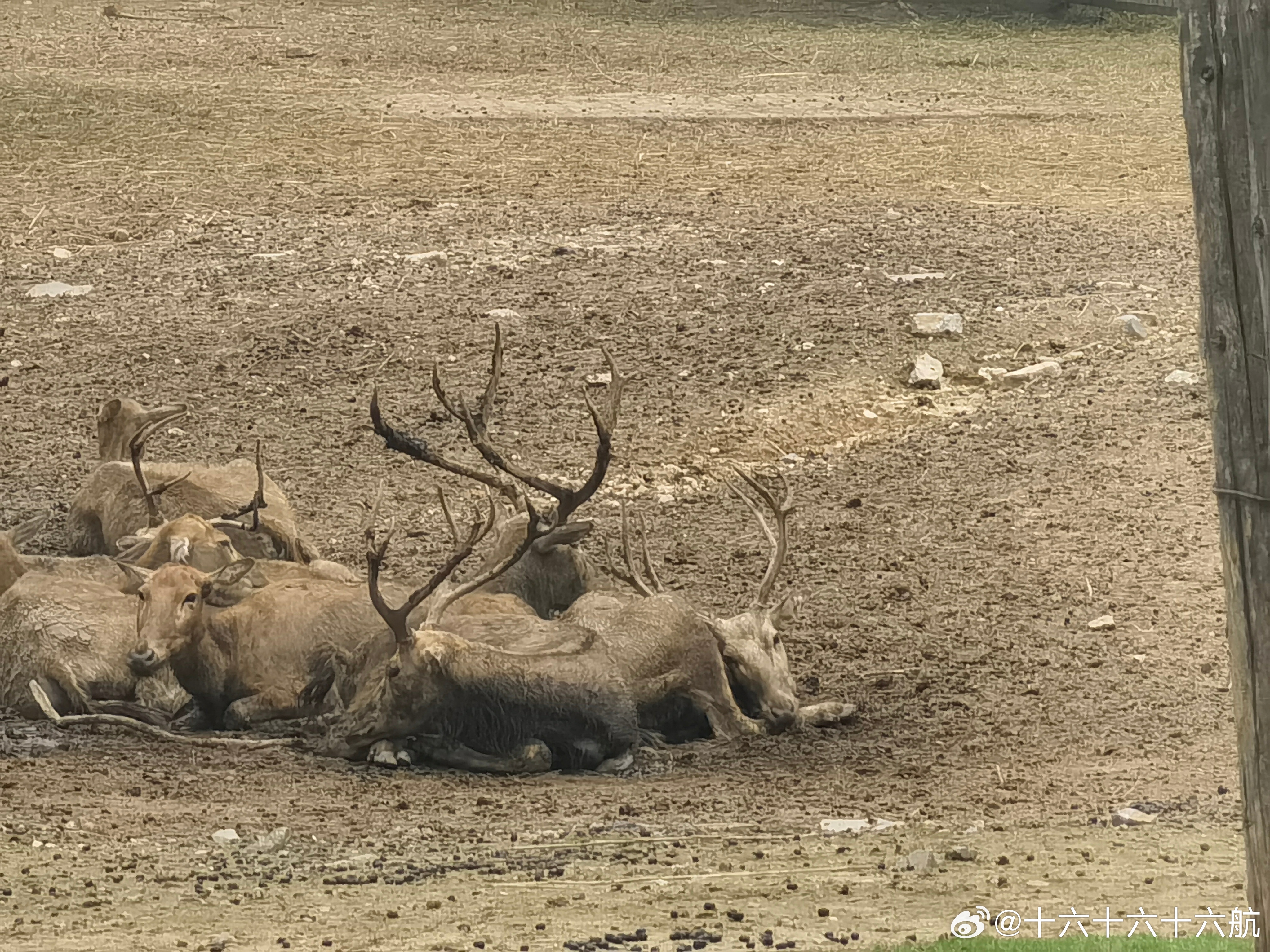 白小姐四不像王中王一肖，神秘傳奇與探索，白小姐四不像王中王一肖，神秘傳奇的探秘之旅