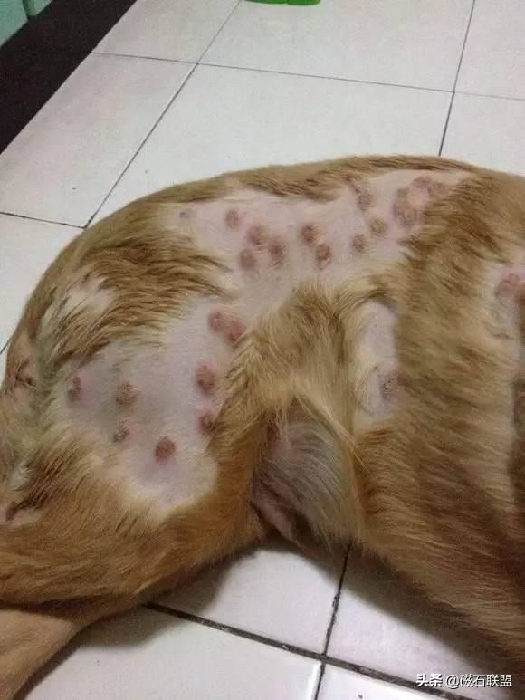 揭秘常見十大癬圖片及其特征，揭秘常見十大癬病癥圖片及其特征解析