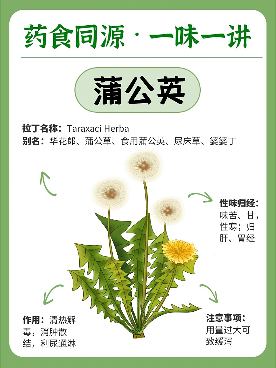 蒲公英，前列腺炎的強(qiáng)力克星，蒲公英，前列腺炎的天然克星