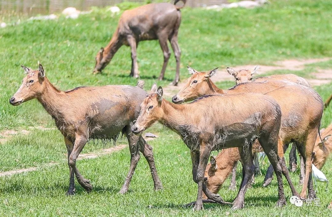 家婆王中王一肖四不像，深度解讀與SEO策略探討，家婆王中王一肖四不像，深度解讀與SEO策略探討指南