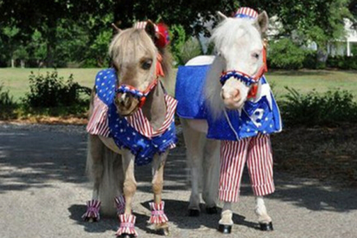 王中王一馬中特2肖