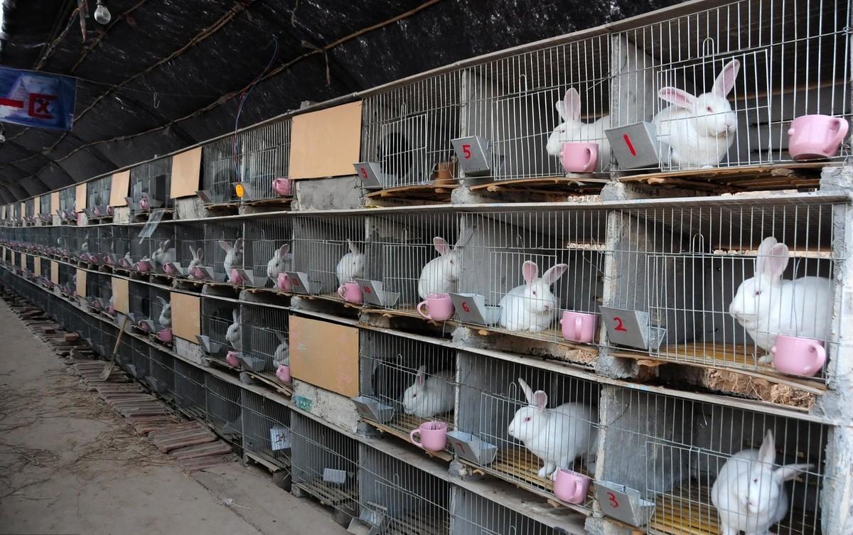 卵子排出后能存活多久，深入解析卵子生存時間與生育健康，卵子生存時間與生育健康，卵子排出后的存活時間解析