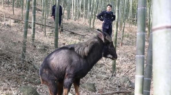 白小姐四不像王中王一肖，神秘傳奇與SEO解讀，白小姐四不像王中王一肖，神秘傳奇與SEO揭秘