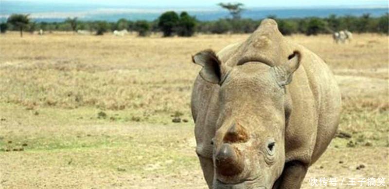 王中王四不像圖的一肖——揭秘背后的神秘文化符號(hào)，揭秘王中王四不像圖背后的神秘文化符號(hào)，一肖探秘之旅