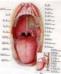 扁桃體炎最怕三種藥，了解并預(yù)防扁桃體炎的有效方法，扁桃體炎最怕的三種藥物及預(yù)防方法解析
