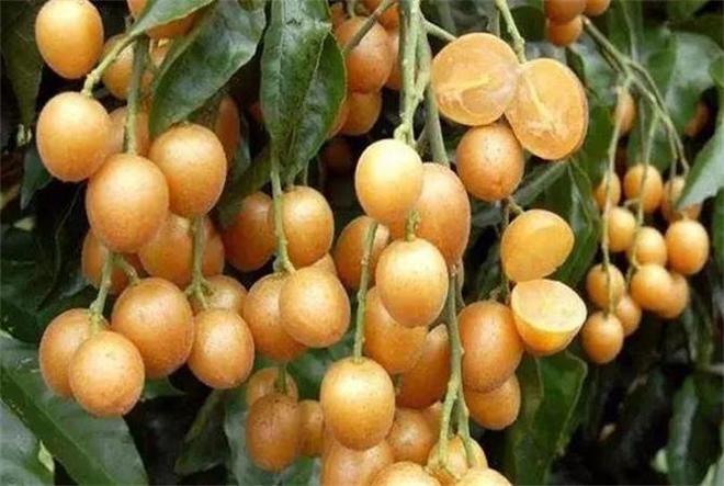 黃皮果的功效與作用，揭示其獨(dú)特的健康益處，黃皮果的獨(dú)特健康益處，功效與作用揭秘！