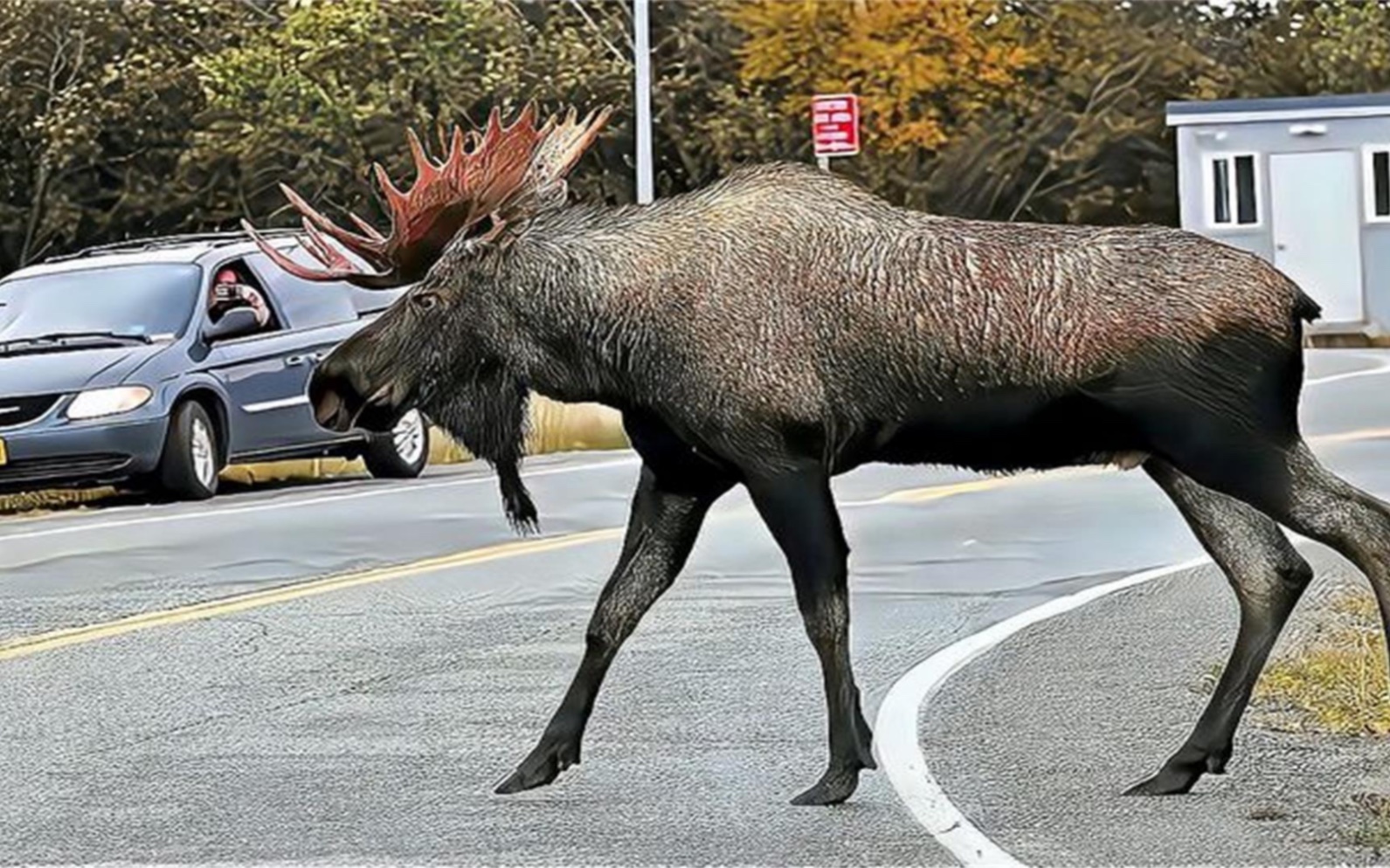 四不像正版資料的探索與解析，四不像正版資料的深度探索與解析