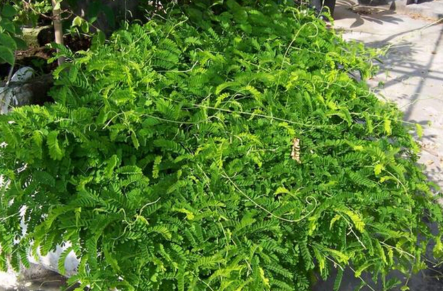 肝病最怕一味草藥，探索神奇的天然療法，肝病克星，神奇天然療法探索