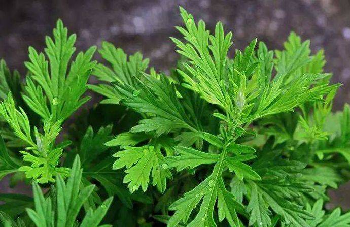 艾葉的副作用與禁忌，深入了解與應(yīng)用注意事項(xiàng)，艾葉的副作用、禁忌及注意事項(xiàng)深入解析