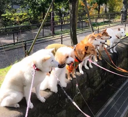 澳門一碼一肖一待一中四不像——揭開神秘面紗下的真相，澳門神秘事件揭秘，一碼一肖一待一中四不像真相探索