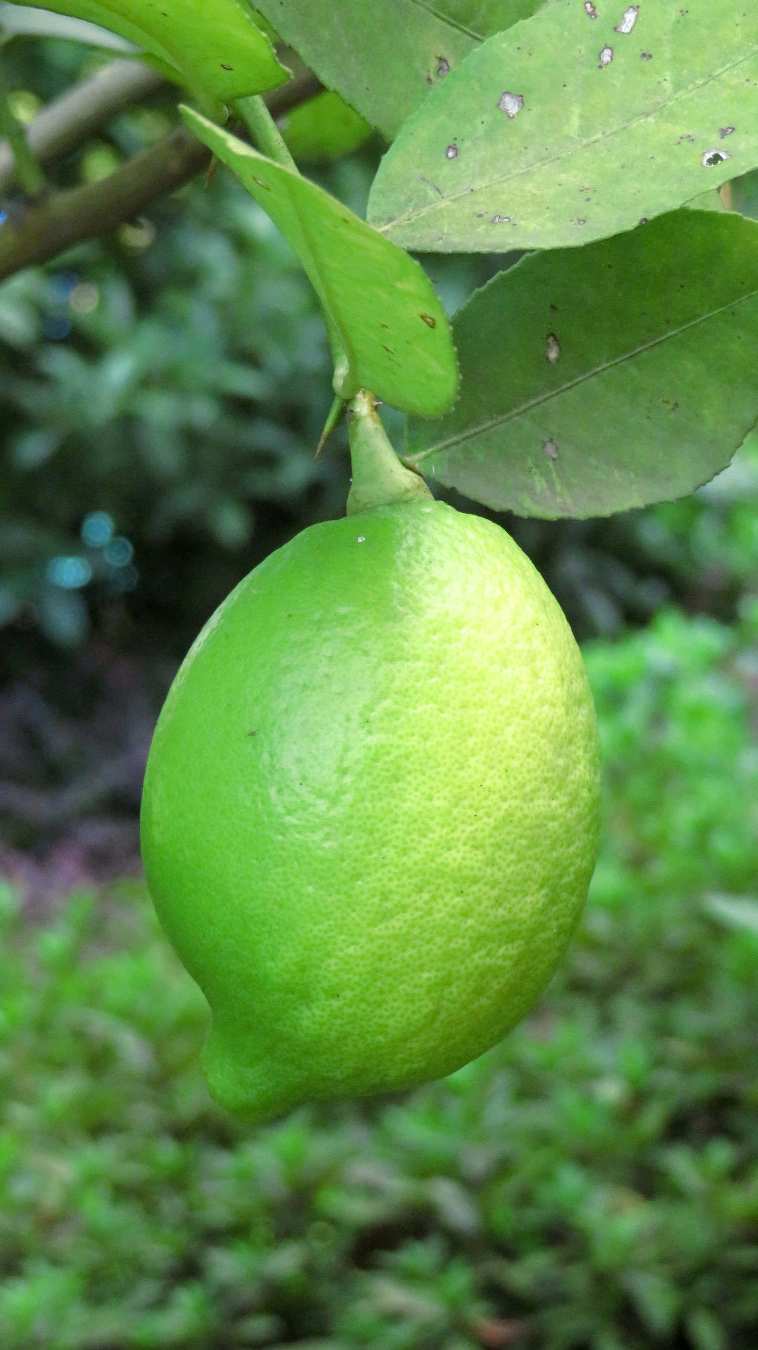 檸檬泡水喝的功效，揭示檸檬的健康益處，檸檬泡水喝的健康益處，揭示檸檬的神奇功效