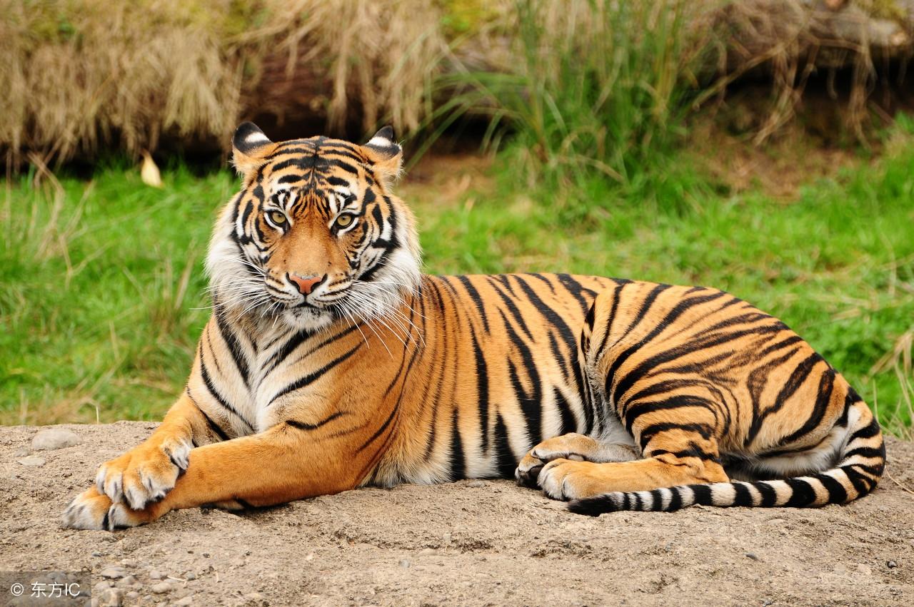 王中王3期指一生肖，揭秘背后的奧秘與意義，揭秘生肖奧秘，王中王三期特定生肖背后的秘密與意義