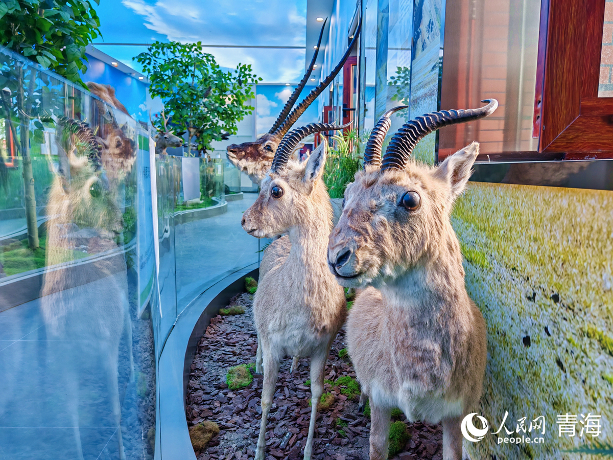 王中王四不像圖必中一肖——揭秘彩票背后的秘密，揭秘彩票背后的秘密，王中王四不像圖必中一肖的真相探索