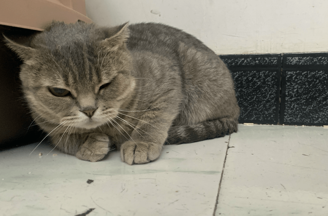 澳門(mén)一碼一肖一待一中四不像，探索與解析，澳門(mén)一碼一肖一待一中四不像，深度解析與探索