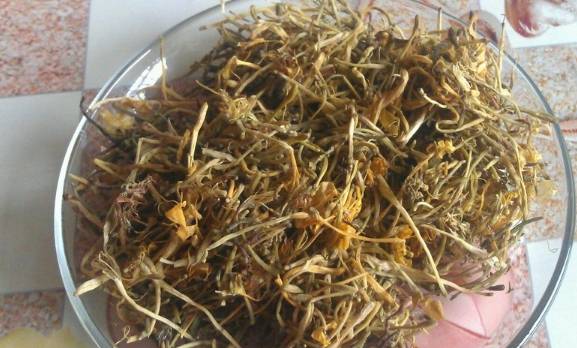 益母草與身體反應(yīng)，喝了三天益母草后排鮮血的奧秘，益母草與身體反應(yīng)，揭秘排鮮血背后的奧秘，三天益母草引發(fā)身體變化探究