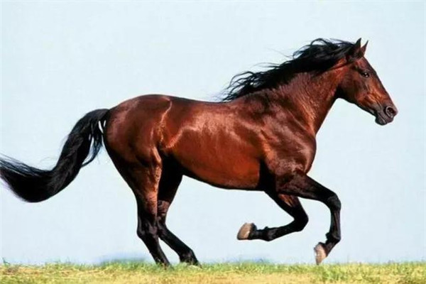 劉伯溫平特一肖四不像，神秘傳奇與SEO解讀，劉伯溫平特一肖四不像，神秘傳奇與SEO揭秘