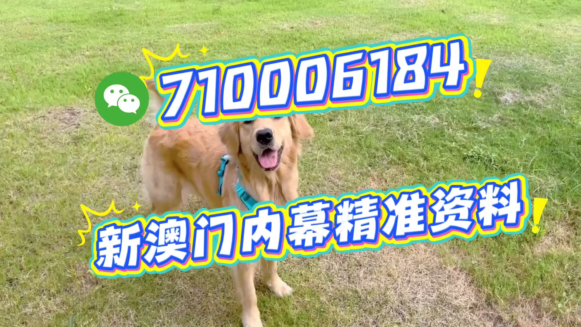 澳門一肖一碼期期準(zhǔn)，揭秘精準(zhǔn)預(yù)測的秘密，澳門精準(zhǔn)預(yù)測一肖一碼揭秘，期期準(zhǔn)確的秘密探究