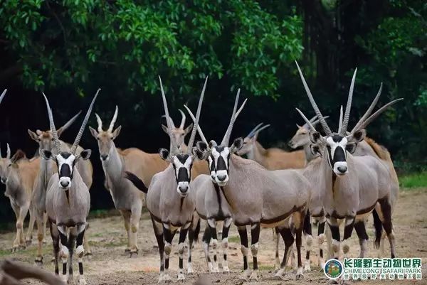 廣州長隆野生動(dòng)物世界門票攻略，如何獲取最佳體驗(yàn)？，廣州長隆野生動(dòng)物世界門票攻略，獲取最佳體驗(yàn)全指南！