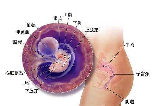 懷孕1-40周全過程圖，深入了解孕期之旅，孕期之旅，懷孕1-40周全過程圖解